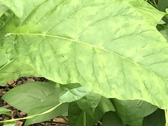 Pokeweed mosaic virus
