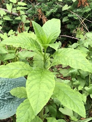 Pokeweed mosaic virus