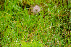Pulsatilla montana