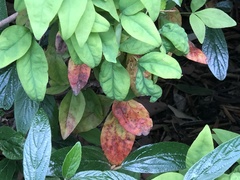Pseudocercospora nandinae