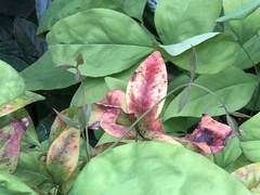 Pseudocercospora nandinae