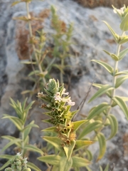 Stachys palaestina
