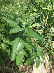 Asclepias syriaca