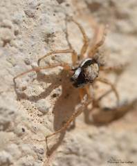 Salticidae