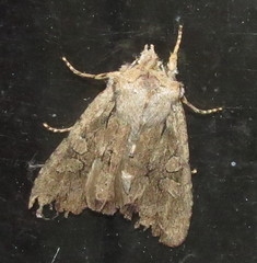 Lithophane disposita