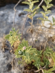 Stachys palaestina