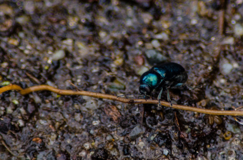 Cryptocephalus virens · iNaturalist