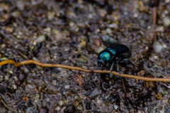 Cryptocephalus virens