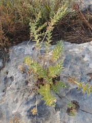 Stachys palaestina
