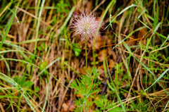Pulsatilla montana