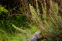 Alyssoides utriculata