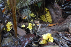 Cotylidia aurantiaca