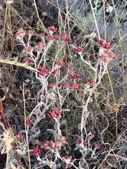 Helichrysum sanguineum
