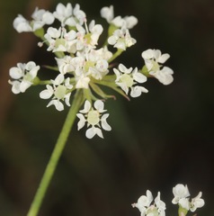 Eurytaenia texana