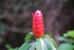 Costus woodsonii