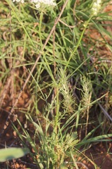 Eurytaenia texana