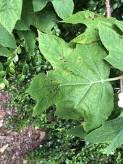 Cercospora hydrangeae