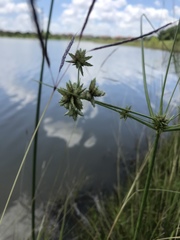 Cyperus lupulinus