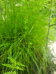 Carex interior