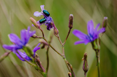 Cryptocephalus virens