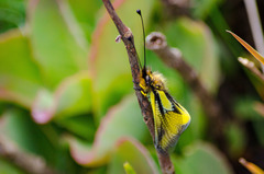 Libelloides coccajus