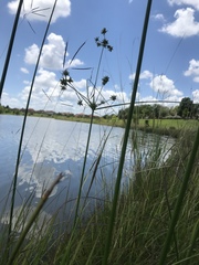 Cyperus lupulinus