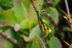 Libelloides coccajus