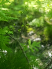 Carex interior