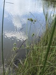 Cyperus lupulinus