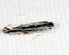 Nemapogon rileyi