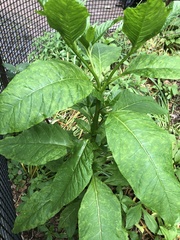 Pokeweed mosaic virus