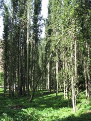 Populus afghanica