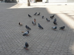 Columba livia domestica