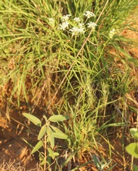 Eurytaenia texana