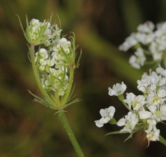 Eurytaenia texana