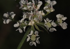 Eurytaenia texana