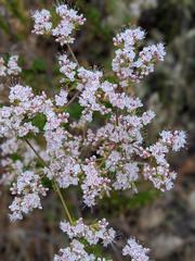 Eriogonum fasciculatum fasciculatum