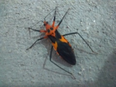 Pseudozelurus superbus