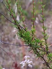 Eriogonum fasciculatum fasciculatum