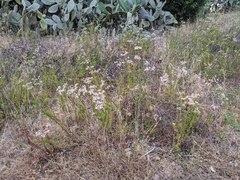 Eriogonum fasciculatum fasciculatum