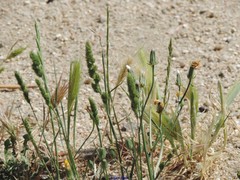 Hordeum murinum leporinum
