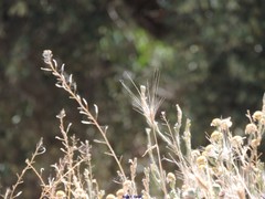 Hordeum murinum leporinum