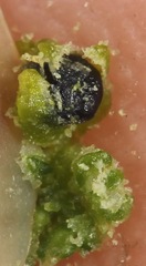 Chenopodium desiccatum leptophylloides