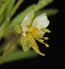 Polanisia jamesii