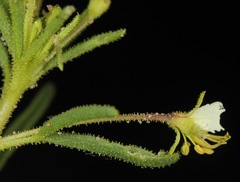 Polanisia jamesii