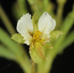 Polanisia jamesii