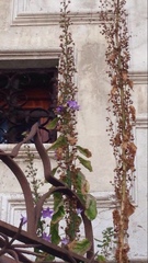 Campanula pyramidalis