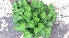 Campanula pyramidalis