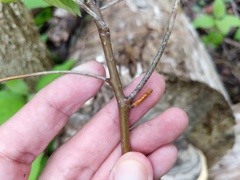 Aurantioporthe corni