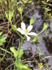 Sabatia quadrangula